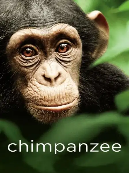 《黑猩猩》正片—美国—电影—优酷网,视频高清在线观看—又名