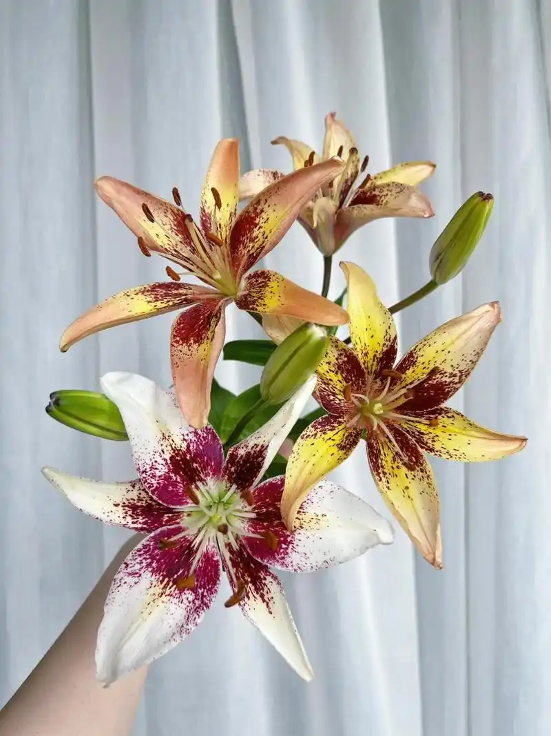 2023百合婚礼年中盘点丨年轻人婚礼呈现全新审美趋势