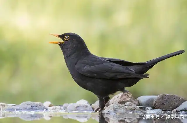 鸟中大衣哥,乌鸫换毛期怎么养护?
