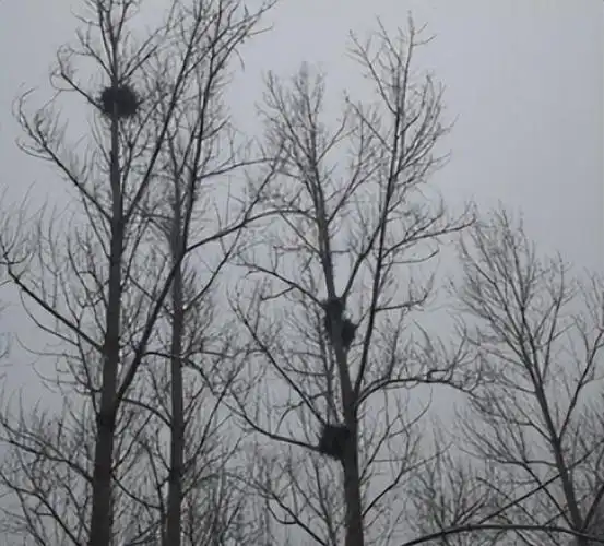 喜鹊窝为何不怕风吹雨打外表简陋不堪内部却是精装大别墅