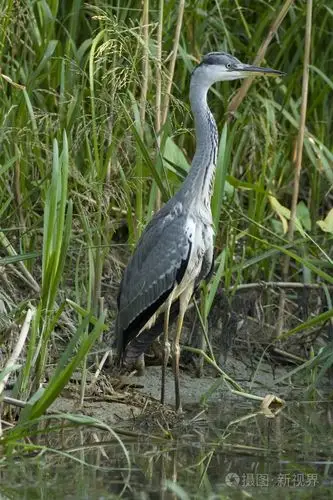 灰鹭ardeacinerea