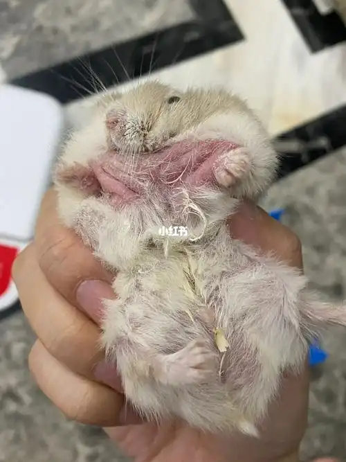 仓鼠掉毛