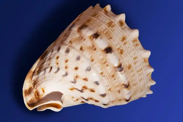 snailshellonbluebackground