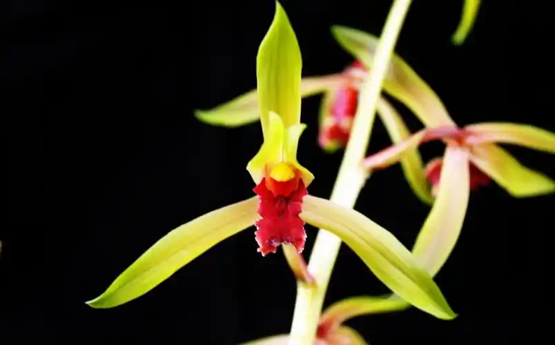 自然老种兰花花苗蕙兰碧血丹心浓香绿植花卉盆景时令草本花卉