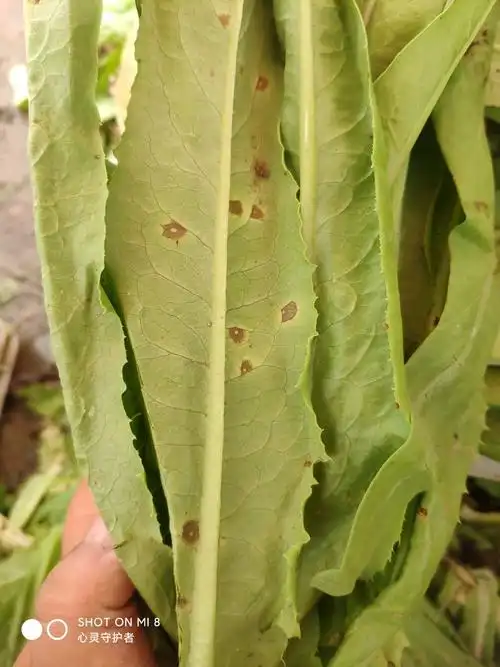 露天种植油麦菜菜叶有斑点请问这是什么问题有没有好的解决办法谢谢