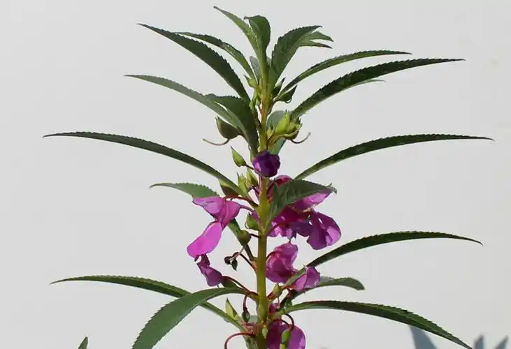 花冠管纤弱,裂片 5,广展雄蕊 5,与花冠分离花期夏季二白色凤仙花