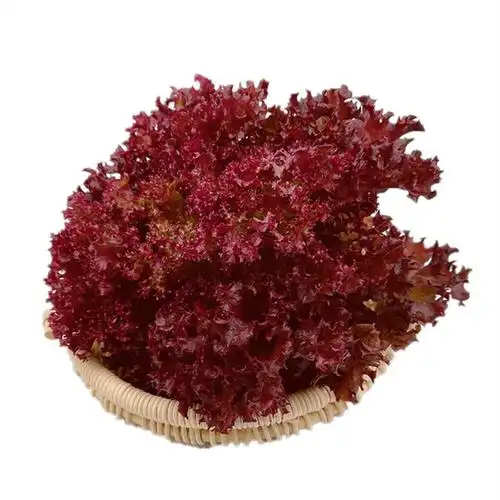 罗莎红生菜新鲜花叶花边西餐配菜果蔬绿色蔬菜沙拉火锅食材批发销售