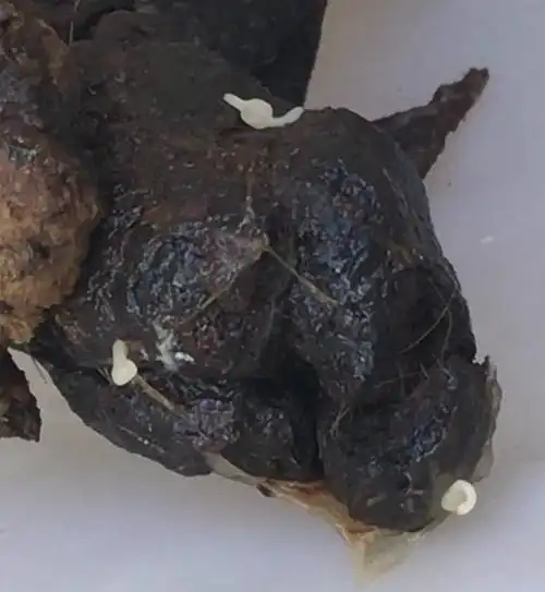 宝宝的便便为什么是绿色的宝宝拉黑屎怎么回事拉黑色大便怎么回事你