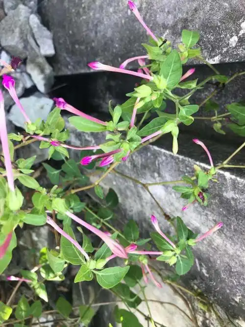 紫茉莉的功效与作用 植物与健康 第4张