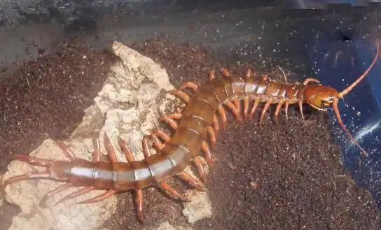 中国最大的蜈蚣一米:中国红巨龙蜈蚣体长1.2米