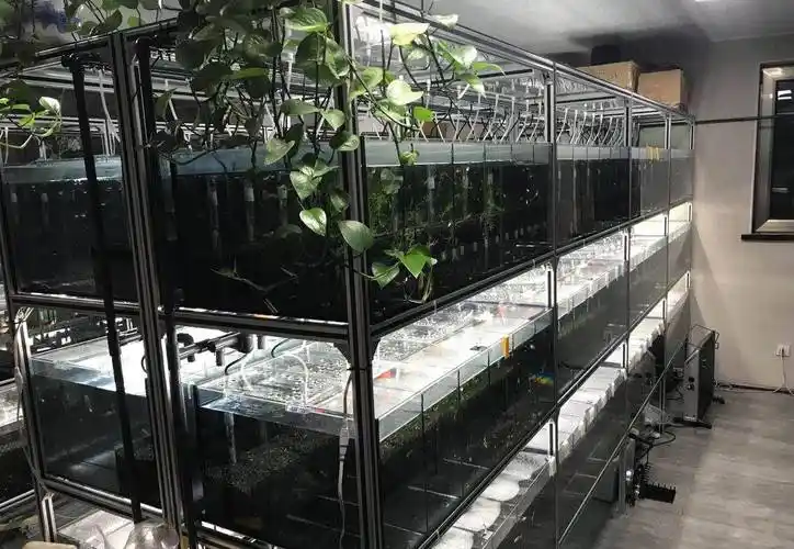 孔雀鱼系统缸是啥样的,对观赏鱼有啥好处,听听张哥怎么说_养殖_鱼缸