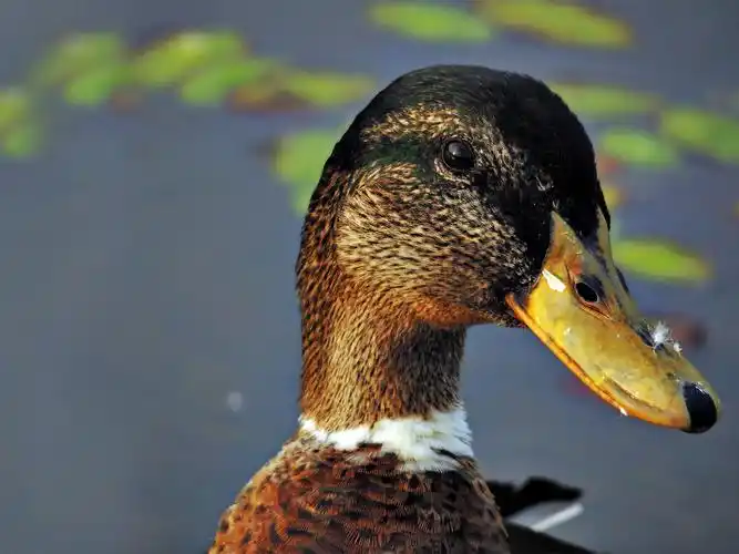 描述: 鸭-动物精灵摄影壁纸 当前壁纸尺寸: 1600 x 1200