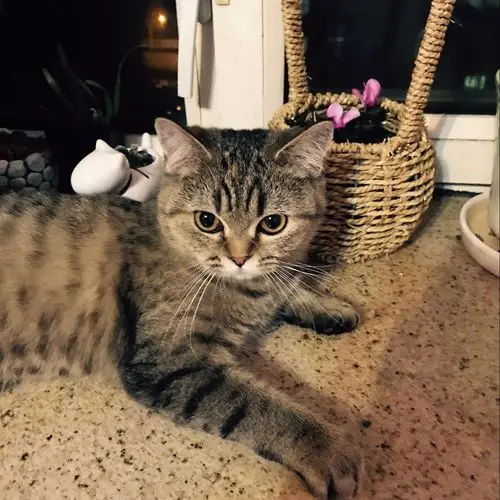 请帮忙看一下我家猫是英短虎斑吗,如果找公猫配的话,是找渐层好还是找