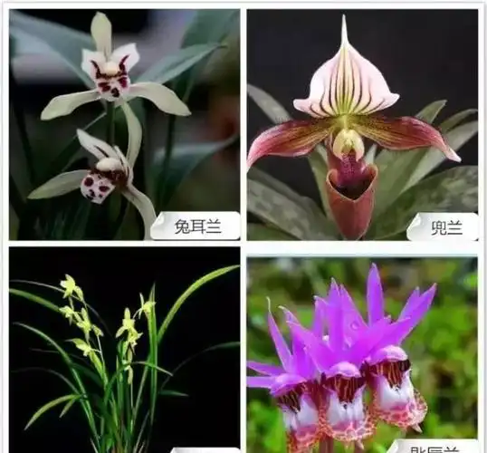 兰花种类大全大图(兰花种类大全及价格)