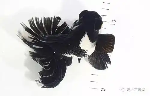 金鱼大赛获奖鱼赏析(蝶尾冠军之黑白碟)