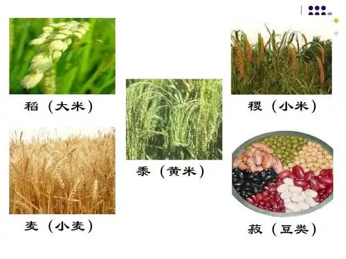 人教版历史必修一 五谷 稻(大米) 稷(小米) 黍(黄米) 麦(小麦) 菽