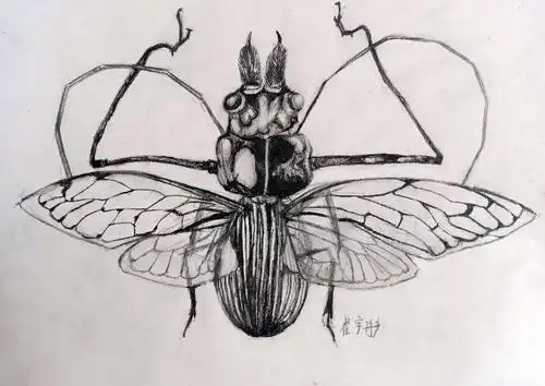 素描班第45周昆虫作品欣赏