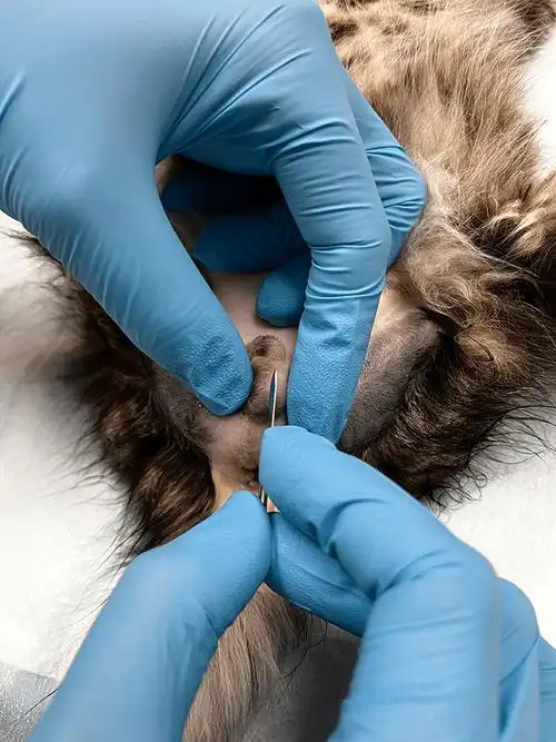 公犬公猫睾丸摘除手术的最新技术详解:20张临床图片详解动物摆位,手术