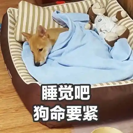 睡觉吧,狗命要紧_狗命_要紧_睡觉表情