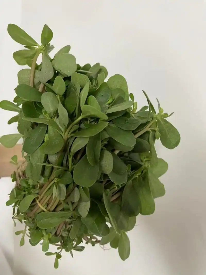 马齿苋敷脸竟然能去斑!