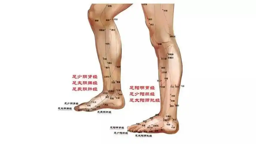 而足内侧有三条经络经过前内侧脚掌和足大趾,它们分别是足少阴肾经,足