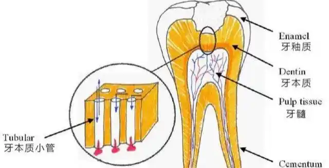 而牙本质,被牙釉质和牙骨质包着,颜色比较黄,硬度比起牙釉质来差一些