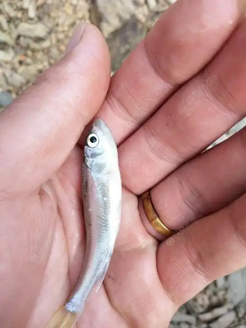 4竿齐下,从左手说起,第一根竿蚯蚓,第二根玉米,第三根红虫颗粒,第四根