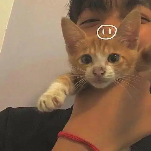 抱猫男头猫有九命唯有一心