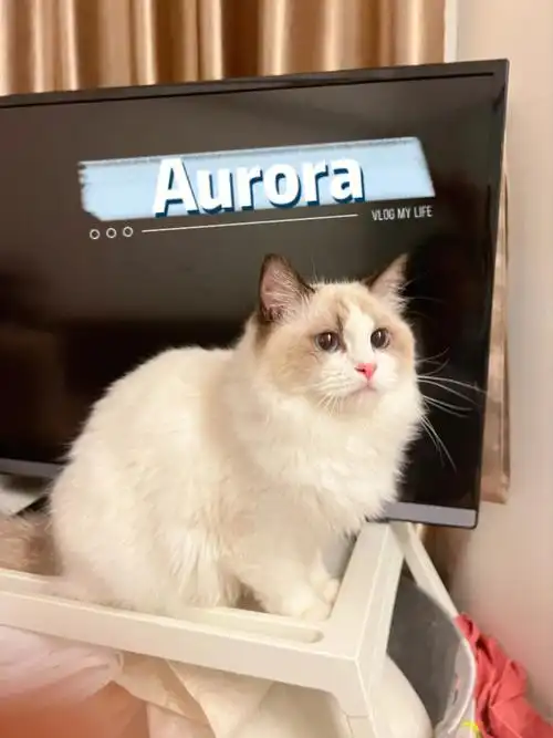肥嘟嘟又有社交牛的仙女aurora