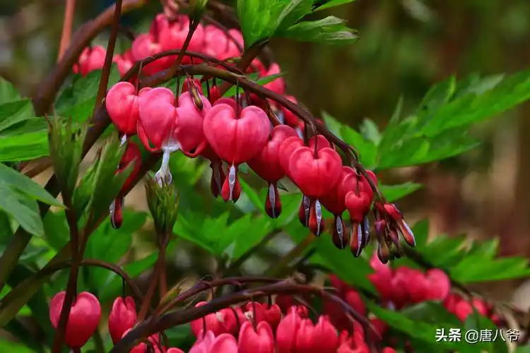 荷包牡丹挂在枝头的红心