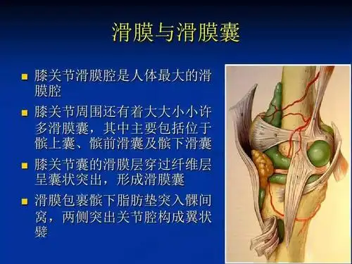 膝关节精细解剖