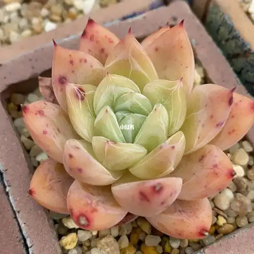 白塔-白月影杂塔帕帕_多肉植物_粉橘色_晒红_橘红_多肉控_家居家装