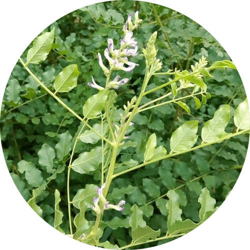 甘草作用与功效甘草泡水喝的五大禁忌