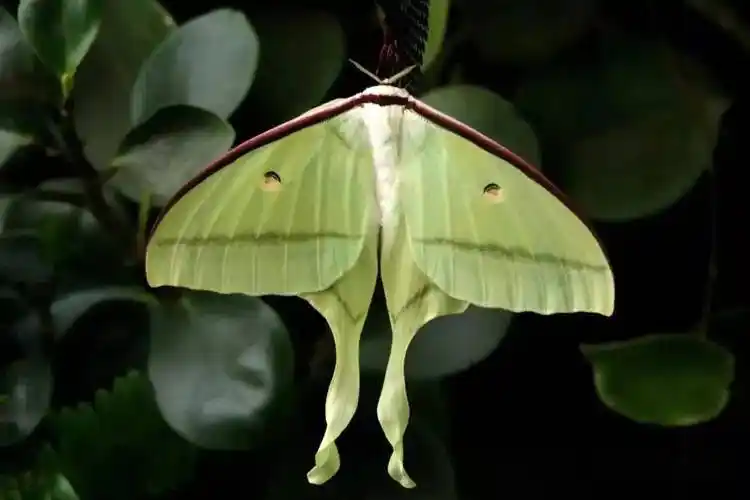 你好大自然第214期下凡宁波尾大蚕蛾