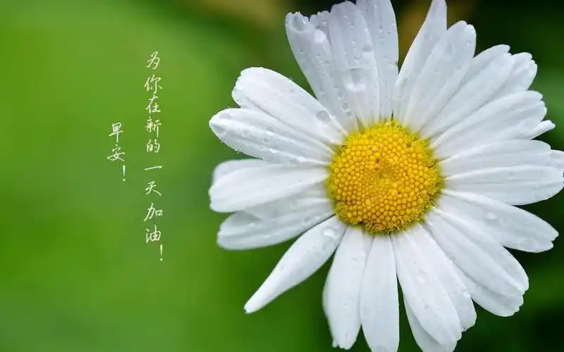 每天一条正能量早安,高清壁纸图片,非主流-回车桌面