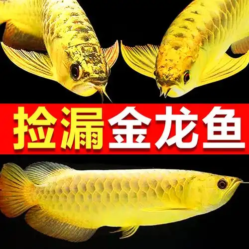 龙鱼幼苗金龙鱼活鱼小金龙红龙鱼观赏鱼苗幼小练手