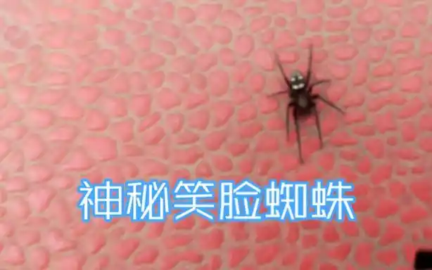 神秘笑脸蜘蛛惊现球场