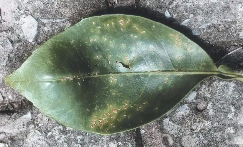 p>盾蚧科, i>diaspididae /i>,指的是 a href="#" data-lemmaid="