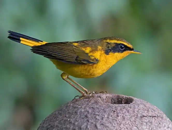 p>金色林鸲(学名: i>tarsiger chrysaeus /i>)是鹟科,鸲属小型鸟类