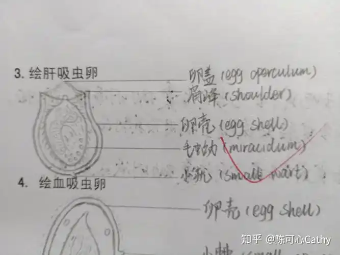 没来得及拍五,恶性疟四,阿米巴 疟原虫三,蛔虫 线虫二,绦虫 线虫一