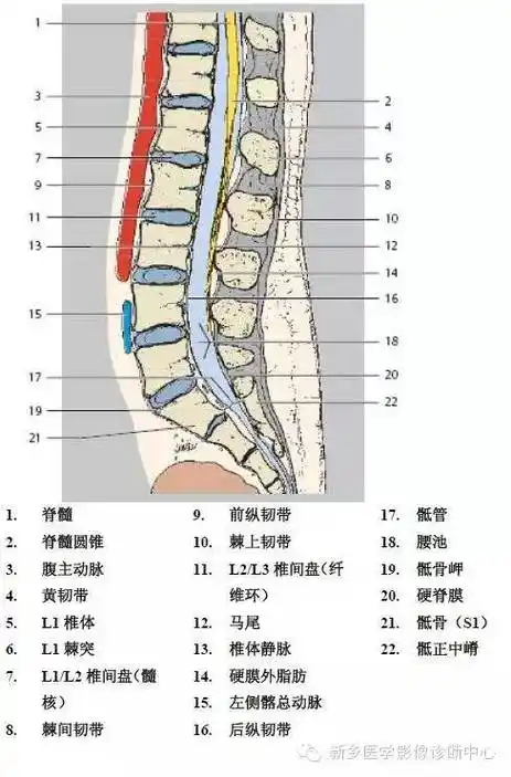 史上最详细的腰椎解剖图推荐收藏