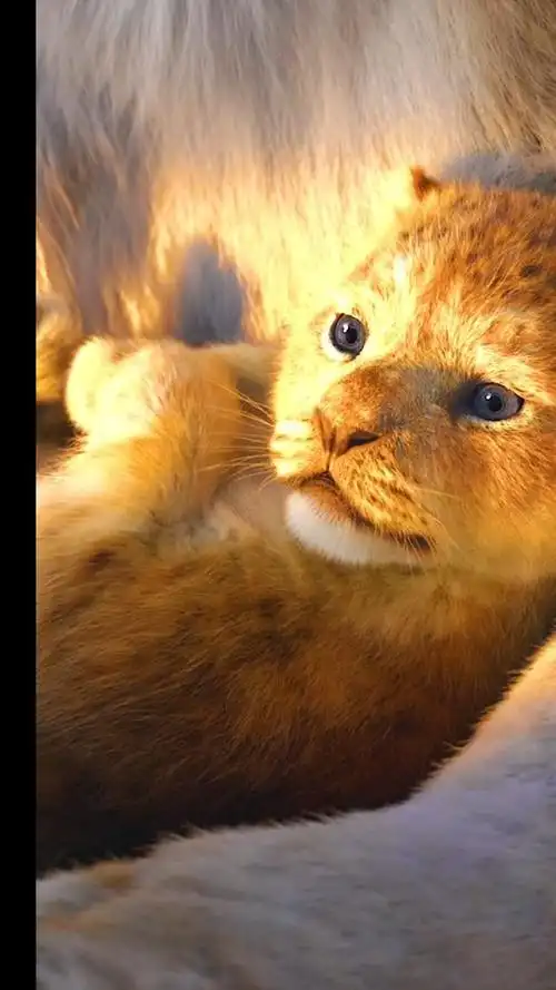 萌萌的狮子王小辛巴