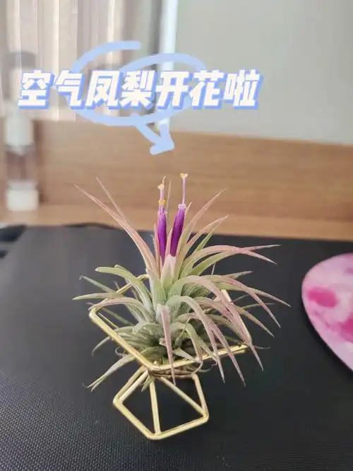 7878懒人养花还得是空气凤梨