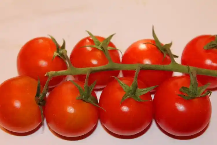 营养美味的番茄图片蔬菜番茄西红柿