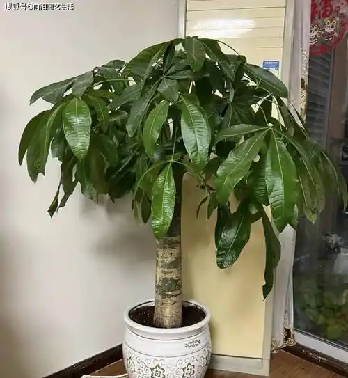 养发财树真能发财吗养花图的是乐趣不要太迷信了