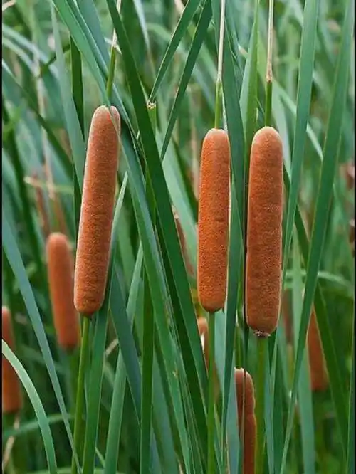 香蒲草棒水蒲草苗晒干蒲棒绒枕头枕芯熏蚊蒲棒包