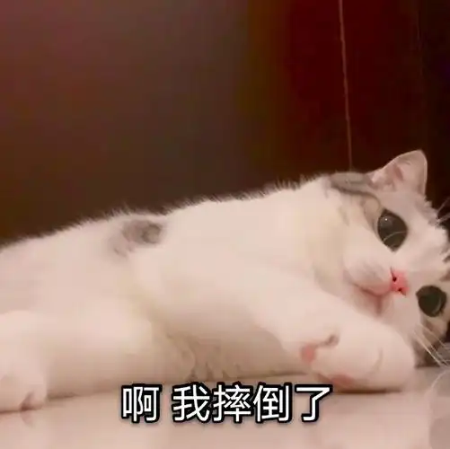 萌宠猫星人啊我摔倒了搞怪呆萌gif动图_动态图_表情包下载_soogif