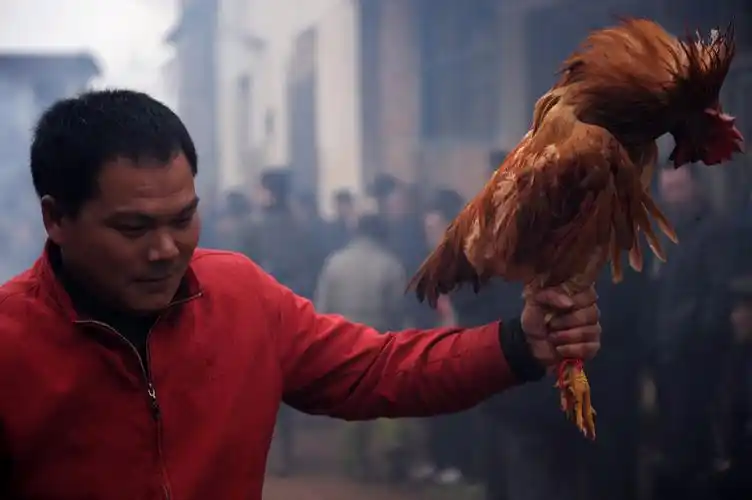 客家人的狂欢节割鸡