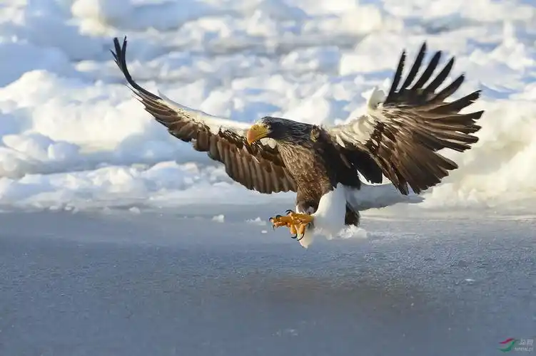 大鹏展翅 (祝贺荣获首页鸟类精华)