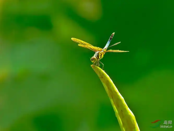 早有蜻蜓立上头